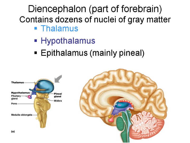 Diencephalon (part of forebrain) Contains dozens of nuclei of gray matter Thalamus Hypothalamus Epithalamus